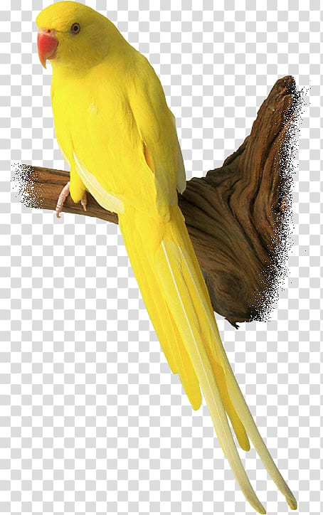 Budgerigar Lovebird Parrot Bird Day, Bird transparent background PNG clipart