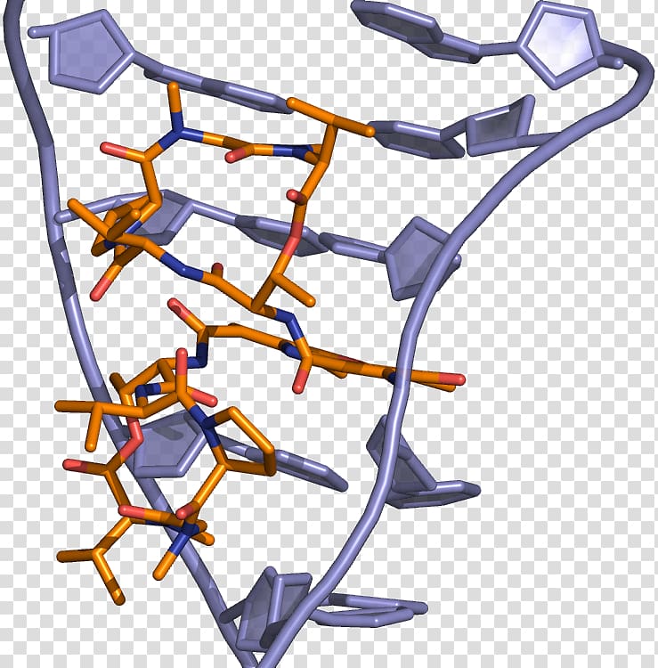 Dactinomycin DNA-binding domain Intercalation Doxorubicin, others transparent background PNG clipart