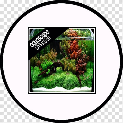 Aquariums Tree Fresh water, tree transparent background PNG clipart