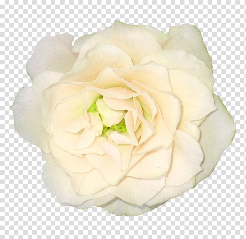 White roses transparent background PNG clipart