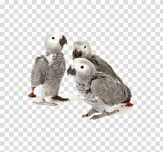 African Greys Grey parrot Cockatiel Infant Drawing, African Grey transparent background PNG clipart
