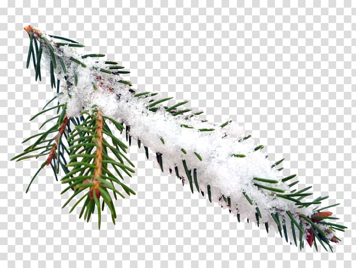 Spruce Tree , tree transparent background PNG clipart