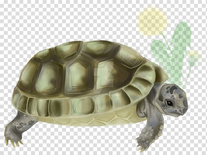 Sea turtle Reptile Tortoise Emydidae, tortoide transparent background PNG clipart