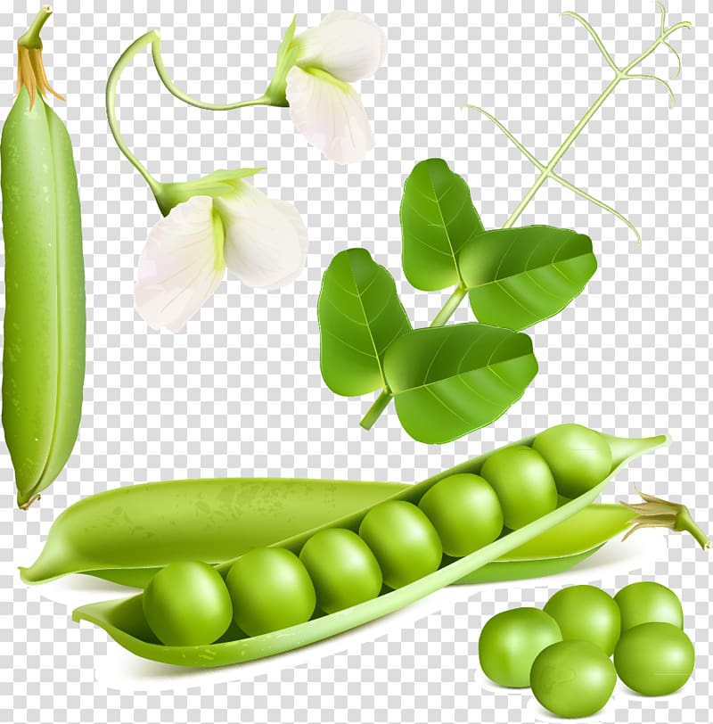 Snow pea Euclidean illustration Vegetable, Fresh pea design material, transparent background PNG clipart