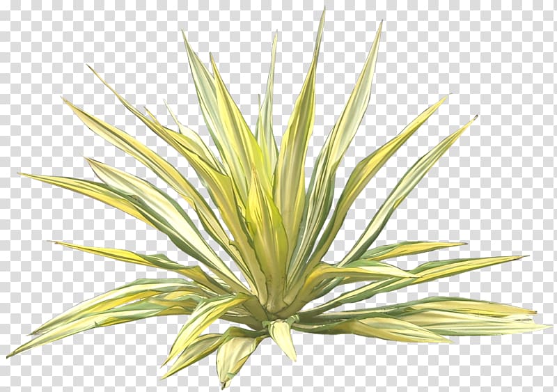 yellow leafed plant , Furcraea foetida Agave Crop Tree, Jual Pohon Agave Varigata Murah transparent background PNG clipart