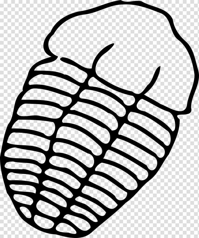 Trilobite Drawing Fossil , chair transparent background PNG clipart