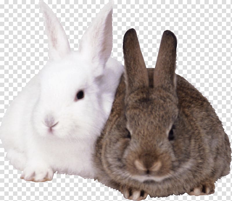 Easter Bunny Rabbit, Rabbits transparent background PNG clipart