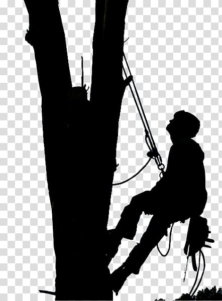 Tree care Arborist Pruning Tree topping, Tree Climbing transparent background PNG clipart