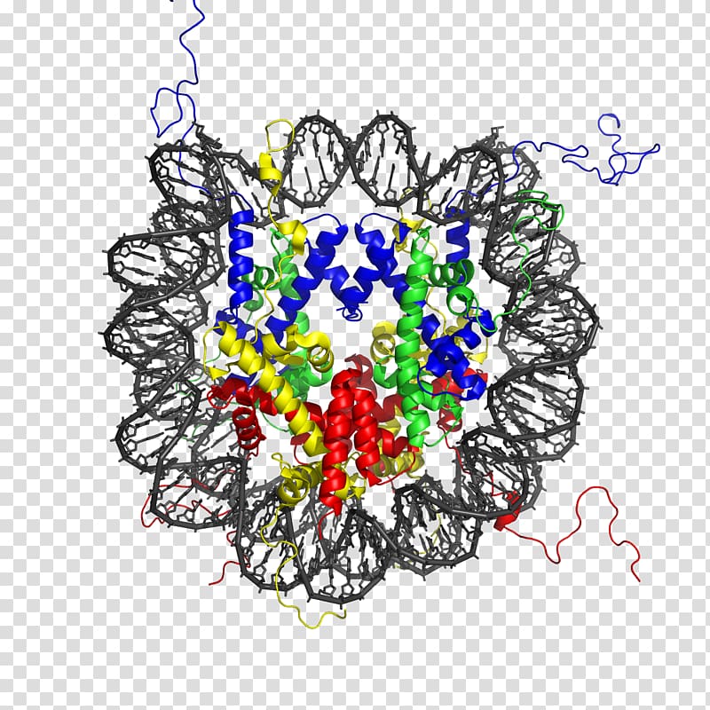 Nucleosome Histone octamer Chromatin Structure, others transparent background PNG clipart