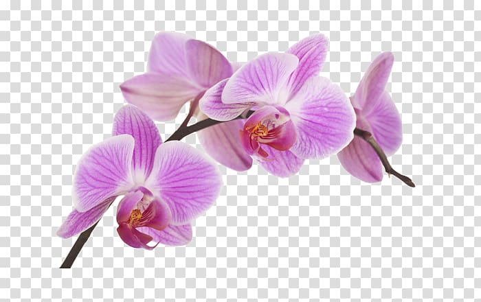 Orchids Fototapeta Flower Boat orchid Plant, flower transparent background PNG clipart