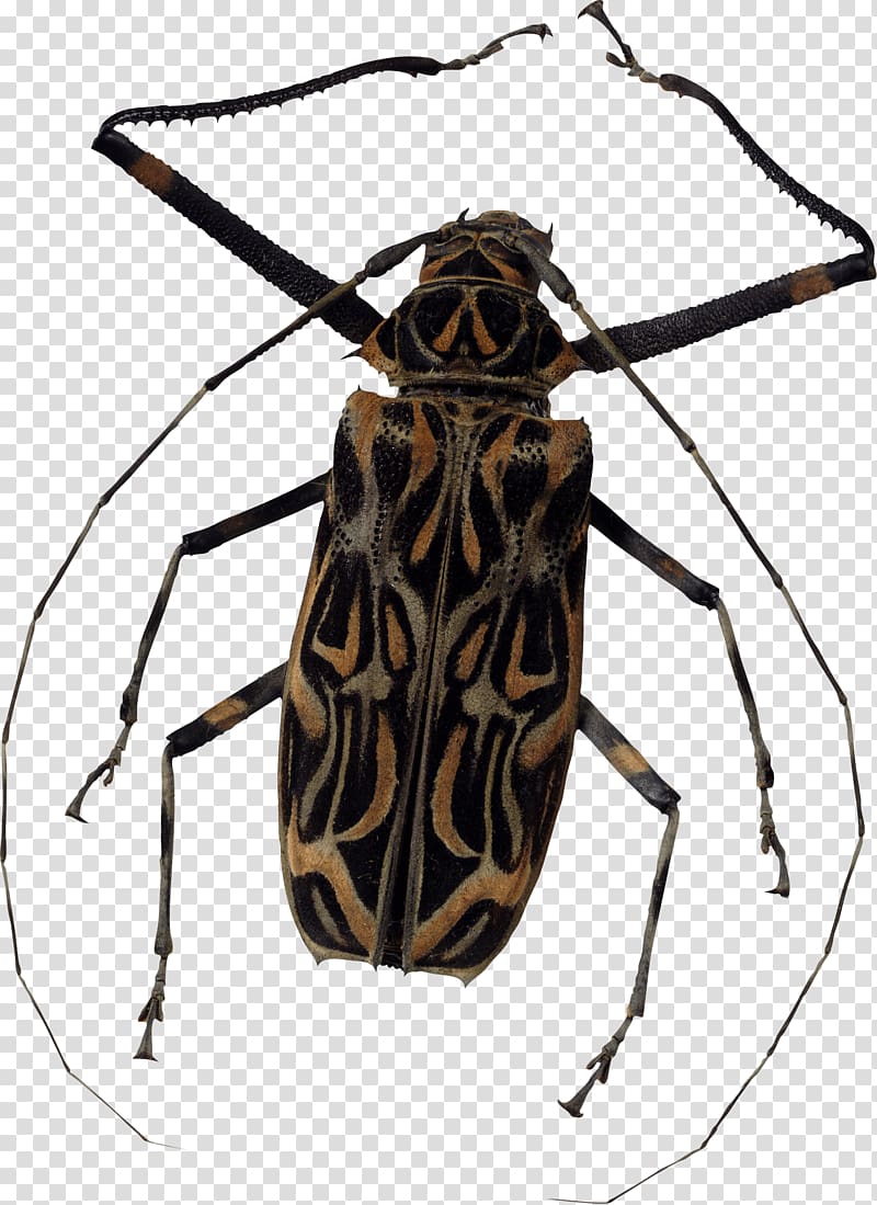 lib Software bug Scalable Graphics, Bug transparent background PNG clipart