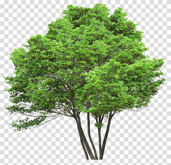 , architecture tree top view transparent background PNG clipart