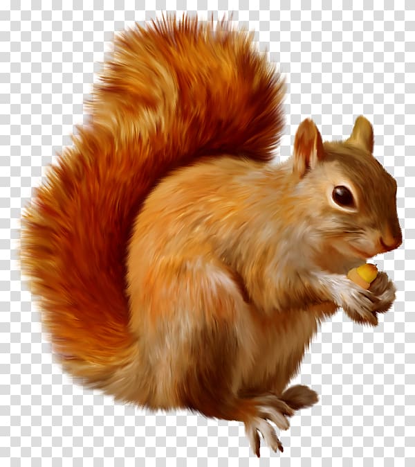 Squirrel , Squirrel , brown squirrel transparent background PNG clipart
