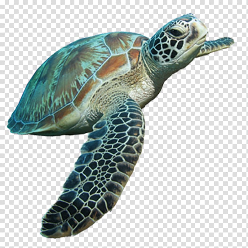 black and brown sea turtle, Loggerhead sea turtle Tortoise, Sea turtle transparent background PNG clipart