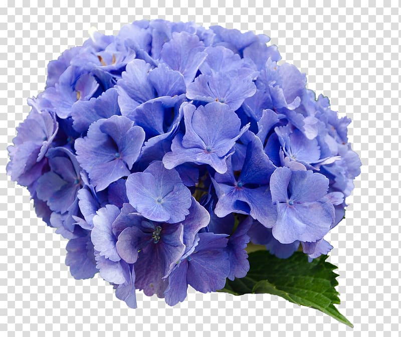 French hydrangea Flower Blue, flower transparent background PNG clipart
