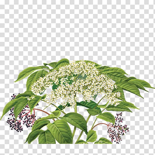 Elderflower cordial Herbal tea, botanical flowers transparent background PNG clipart