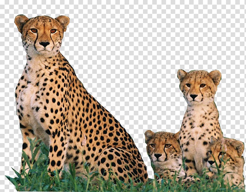 De Wildt Cheetah and Wildlife Centre Endangered species South African cheetah Fastest animals Big cat, dating transparent background PNG clipart