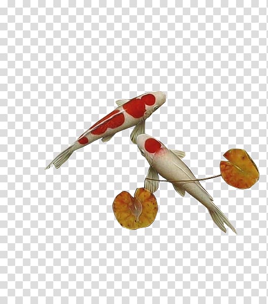 Koi Carassius auratus, Kam fish transparent background PNG clipart