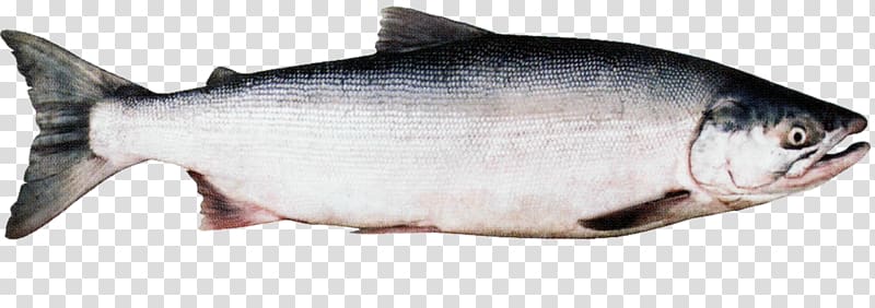 Coho salmon Sockeye salmon Chinook salmon Chum salmon, fish transparent background PNG clipart