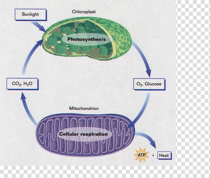Cellular respiration synthesis Organism, Cellular Respiration transparent background PNG clipart