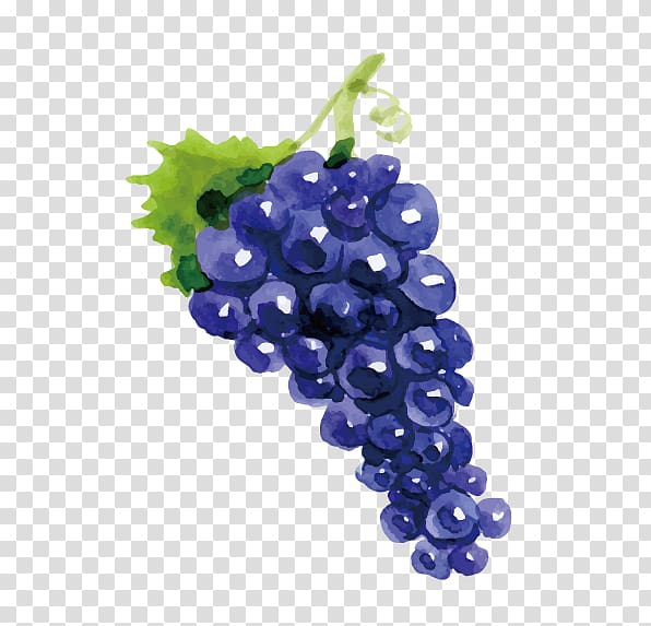 grapes illustration, Grape Wine Drawing Fruit, Drawing grapes transparent background PNG clipart