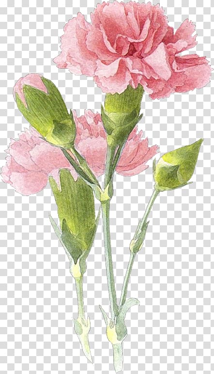 pink carnations transparent background PNG clipart