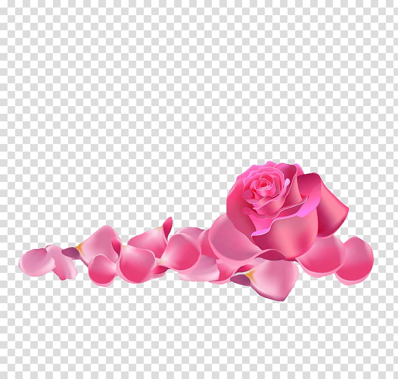 pink rose illustration, Garden roses Beach rose Pink, Pink rose transparent background PNG clipart