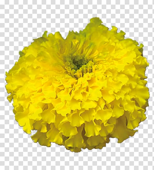 Mexican marigold Cut flowers Zandu Realty, flower transparent background PNG clipart