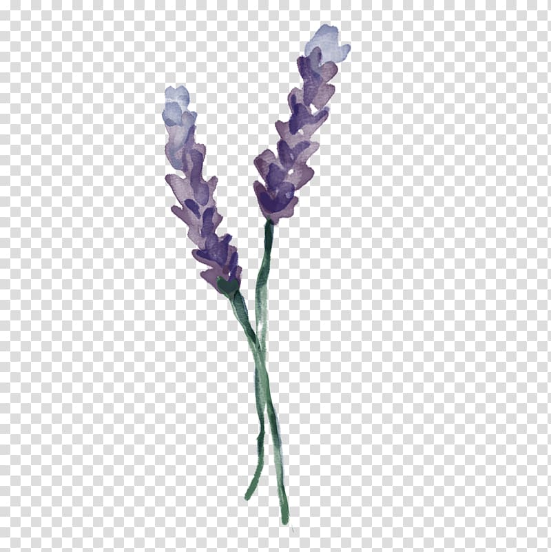 Two purple flowers illustration, English lavender Twig Plant stem ...