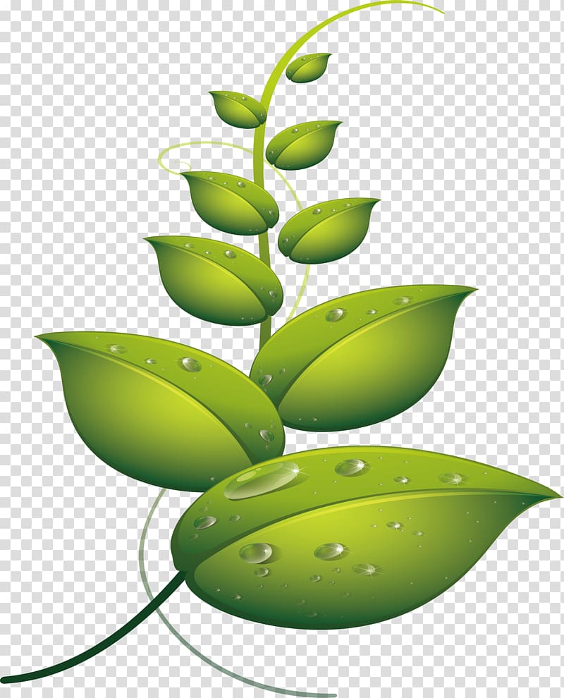 Leaf Drop Water Euclidean , Leaves with water transparent background PNG clipart