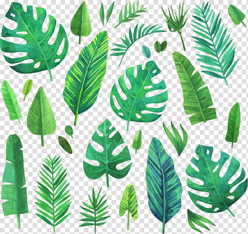 Watercolor painting Leaf, Watercolor green coniferous plants, assorted leaf illustration transparent background PNG clipart