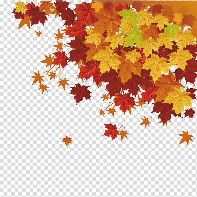 maple leaves illustration, Autumn leaf color Maple leaf, Maple leaf transparent background PNG clipart