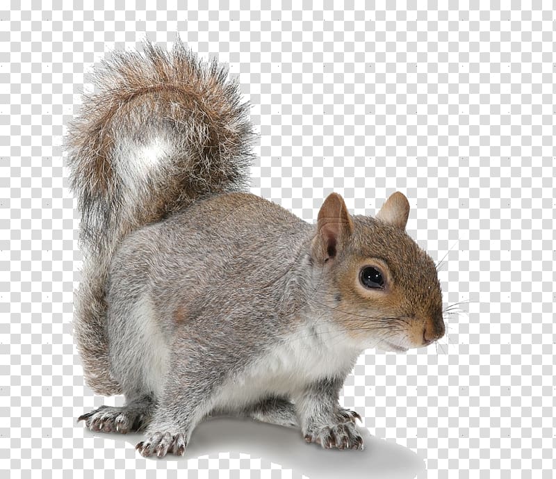 gray squirrel, Douglas squirrel Rodent American red squirrel Eastern gray squirrel, Squirrel transparent background PNG clipart