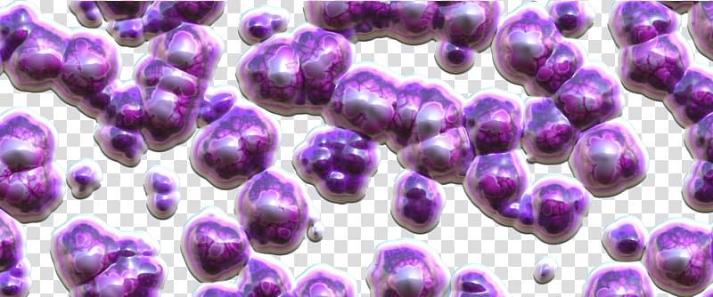 Bacteria Gut flora Probiotic Microorganism Bifidobacterium, Purple Bacterial Balls transparent background PNG clipart