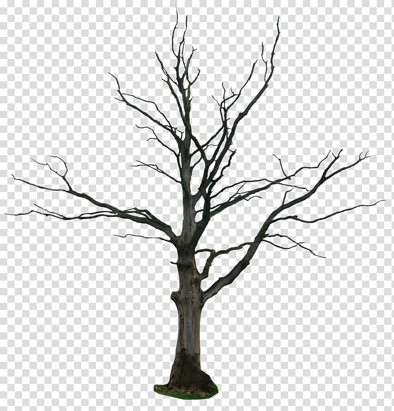 Tree Drawing Snag , Dead Tree Cartoon transparent background PNG clipart