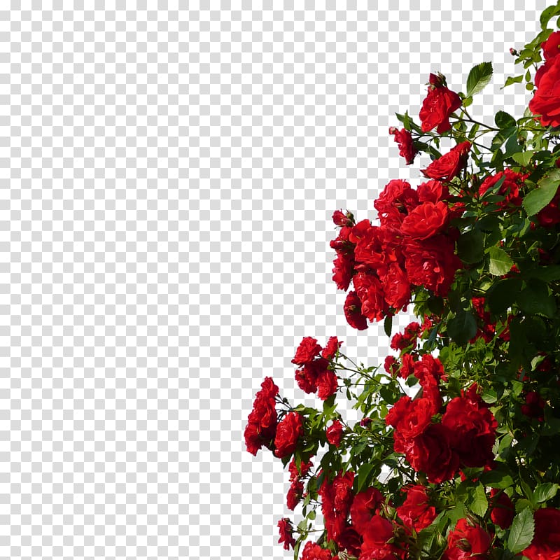 Rose Red Flower, GARDEN transparent background PNG clipart