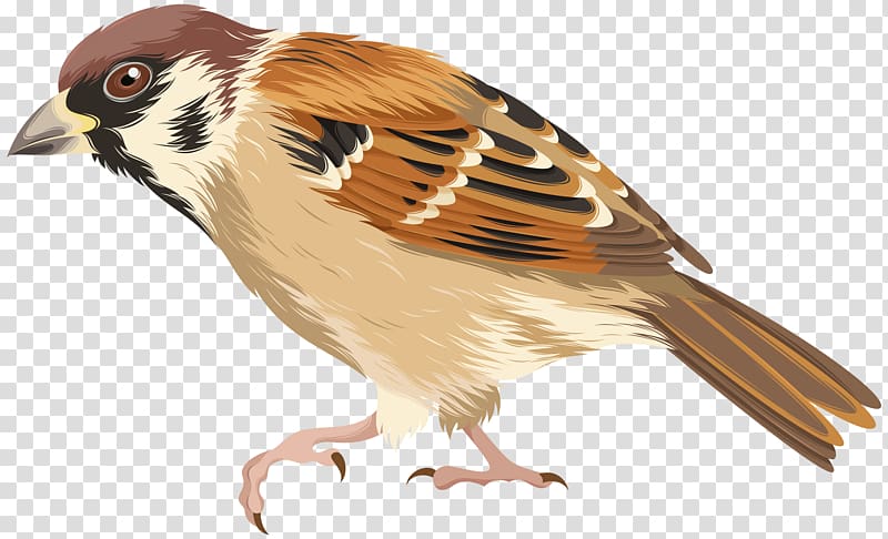 brown house bird, Sparrow Bird , Sparrow transparent background PNG clipart