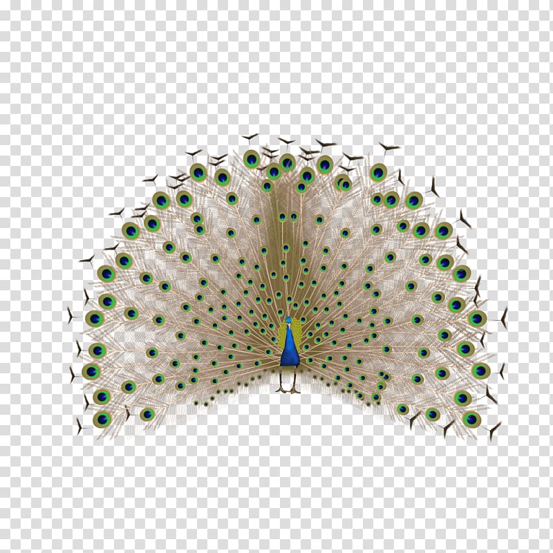 Feather Peafowl, Peacock transparent background PNG clipart