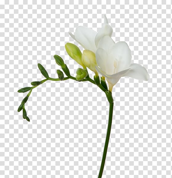 Cut flowers White freesia Plant stem, flower transparent background PNG clipart