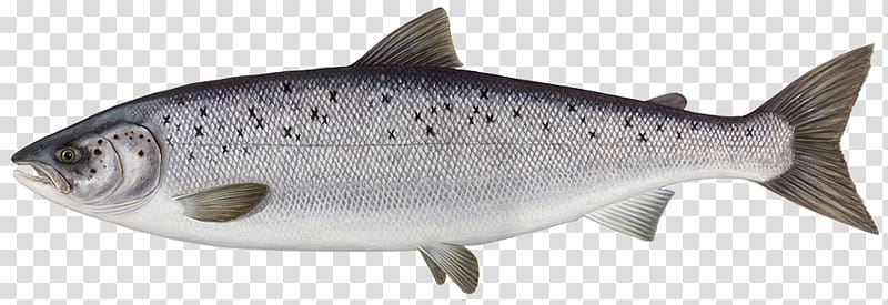 Atlantic salmon Fish Smoked salmon Salmonids, fish transparent background PNG clipart