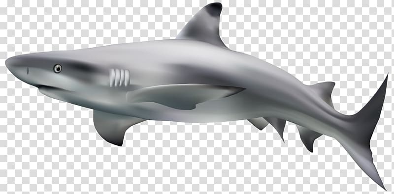 Great white shark Tiger shark , Shark Heart transparent background PNG clipart