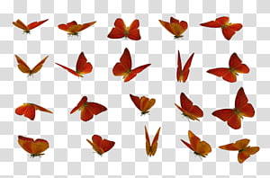 Butterfly , butterfly transparent background PNG clipart thumbnail