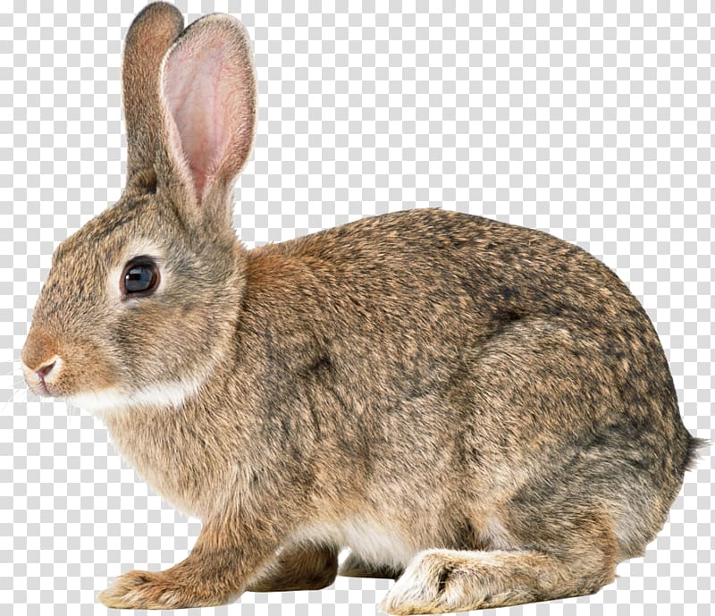 Hare Angora rabbit , rabbit ears background transparent background PNG clipart