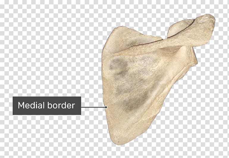 Spine of scapula Anatomy Bone Infraglenoid tubercle, others transparent background PNG clipart
