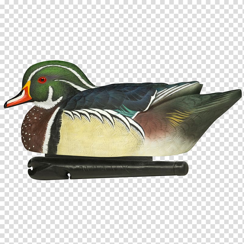Mallard Wood duck Atlantic Flyway Mississippi Flyway, duck transparent background PNG clipart