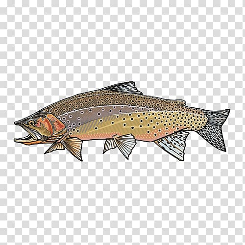 Salmon Westslope cutthroat trout Lahontan cutthroat trout Rainbow trout, fish transparent background PNG clipart