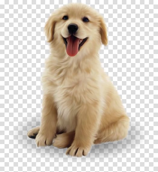 Golden Retriever Labrador Retriever Puppy Border Collie Dalmatian dog, golden retriever transparent background PNG clipart