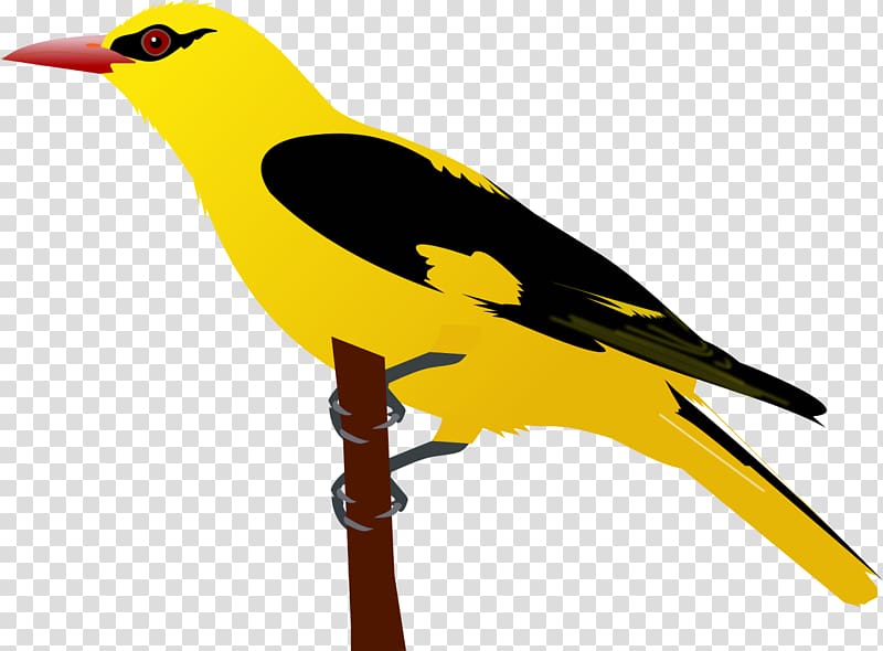 Eurasian golden oriole Bird Black-hooded oriole, Bird transparent background PNG clipart