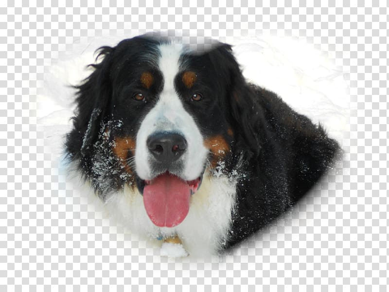 Bernese Mountain Dog Greater Swiss Mountain Dog Dog breed Companion dog, others transparent background PNG clipart