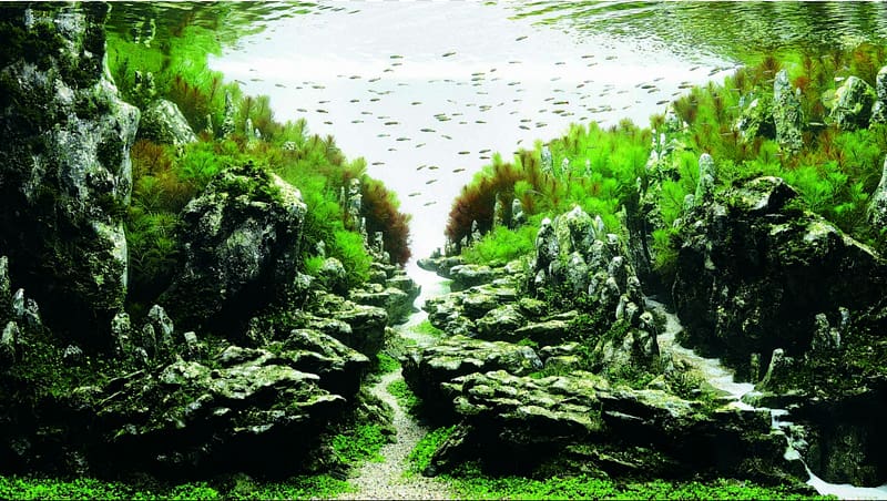 ADA Malaysia Aquascaping Aquatic Plants Aquarium Competition, Aquarium transparent background PNG clipart